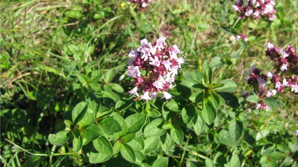 Oregano (Origanum) Blühendes Oregano mit lila-weißen Blüten und grünen Blättern im Garten.