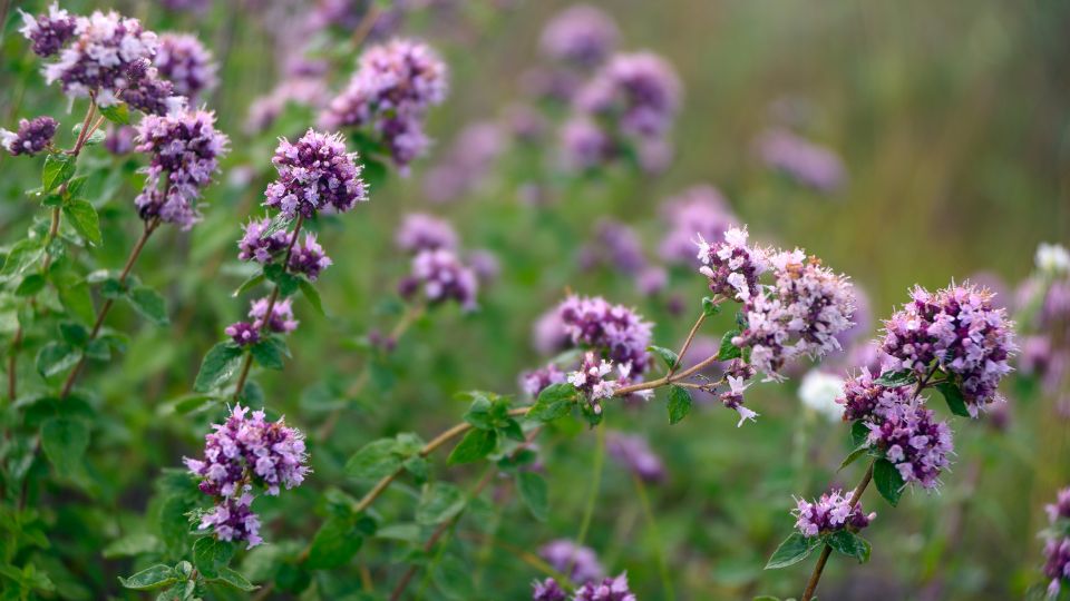 Blühendes Oregano mit lila Blüten und grünen Blättern im Garten.