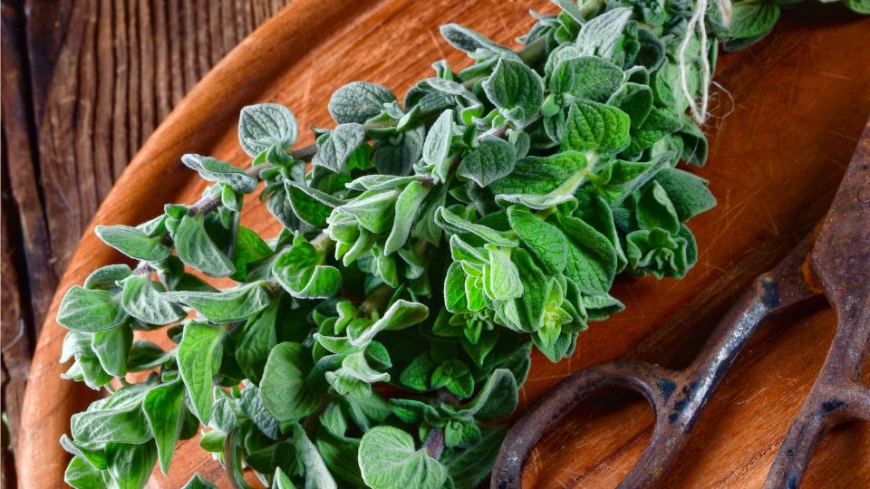 Oregano (Origanum) Frische Oreganoblätter auf einem Holzbrett mit einer Schere.