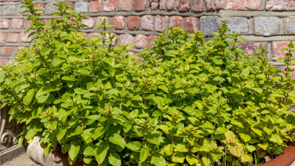 Oregano (Origanum) Ein üppiger Oregano-Strauch in einem Blumentopf vor einer Ziegelwand.