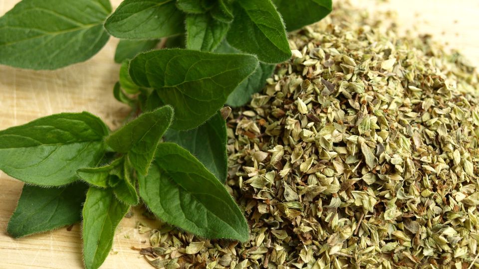 Oregano (Origanum) Frische Oreganoblätter neben getrocknetem Oregano auf einem Holzbrett.
