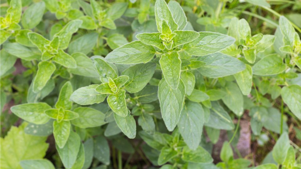 Oregano (Origanum) Frisches Oregano mit grünen Blättern, ideal für den Garten und die Küche.