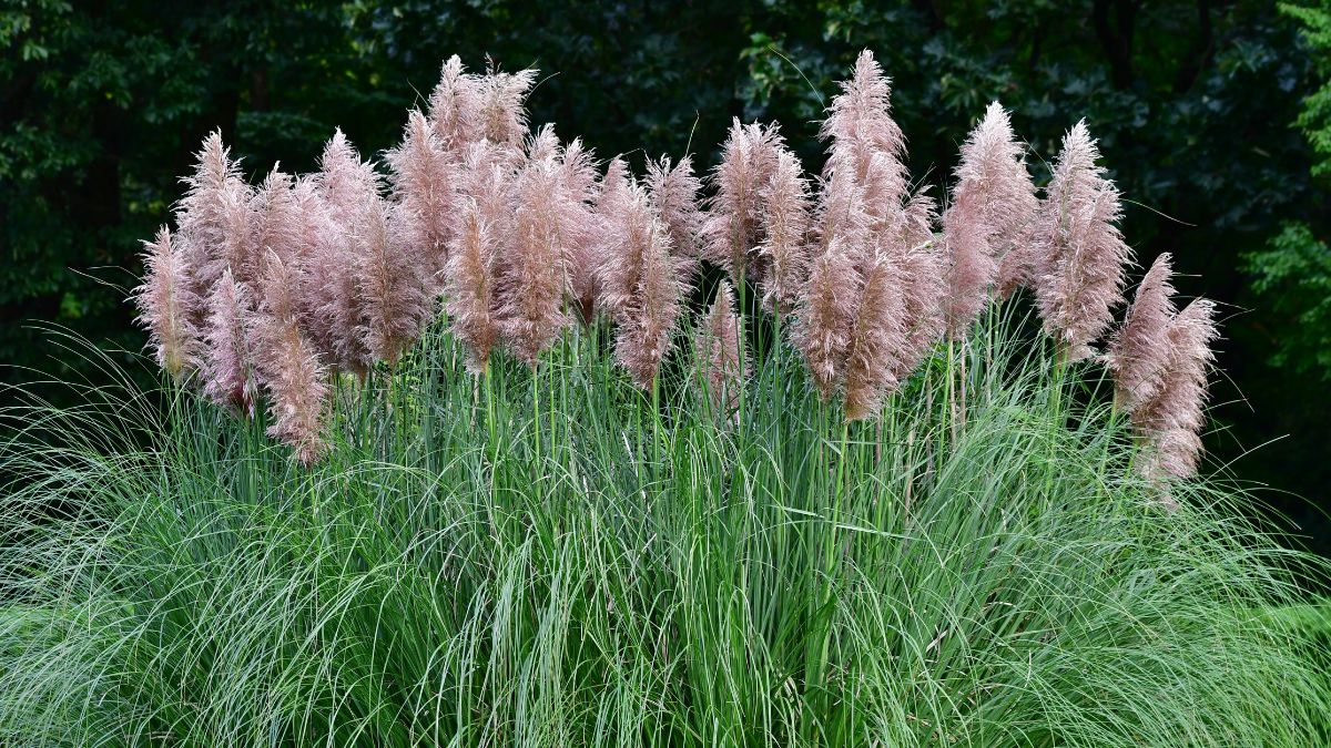 Pampasgras (Cortaderia selloana) Pampasgras mit federartigen Blütenständen in einem Garten.