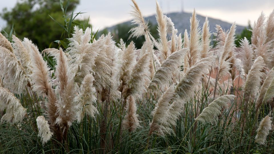 Pampasgras (Cortaderia selloana) Pampasgras mit federartigen Blütenständen in einem Garten.