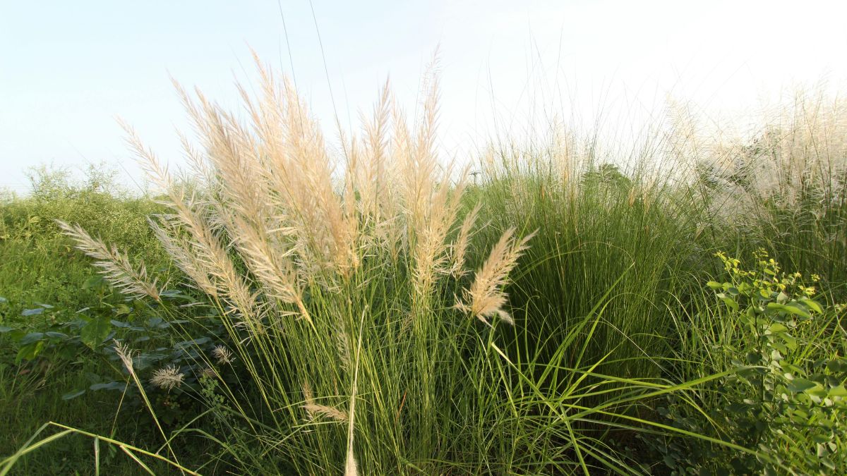 Pampasgras (Cortaderia selloana) Pampasgras mit federartigen Blütenständen in einem grünen Garten.