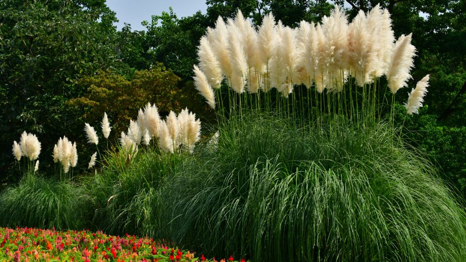 Pampasgras (Cortaderia selloana) Hohe Pampasgrasbüsche mit federartigen Blütenständen in einem Garten.