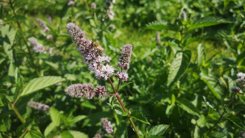 Blühende Pfefferminze mit einer Biene, umgeben von grünen Blättern.