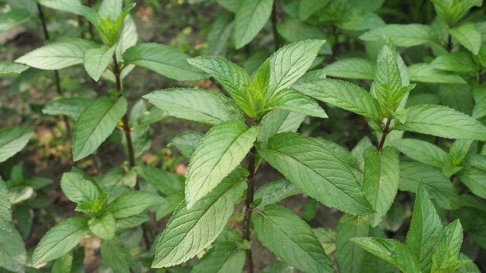 Frische Pfefferminze mit leuchtend grünen Blättern im Garten.