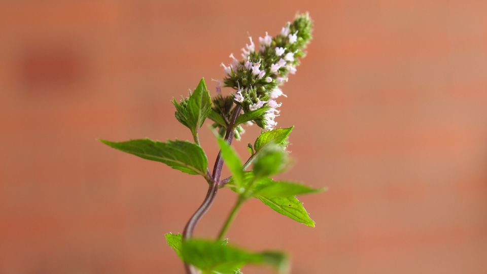 Eine frische Pfefferminze-Pflanze mit lila Blüten und grünen Blättern.
