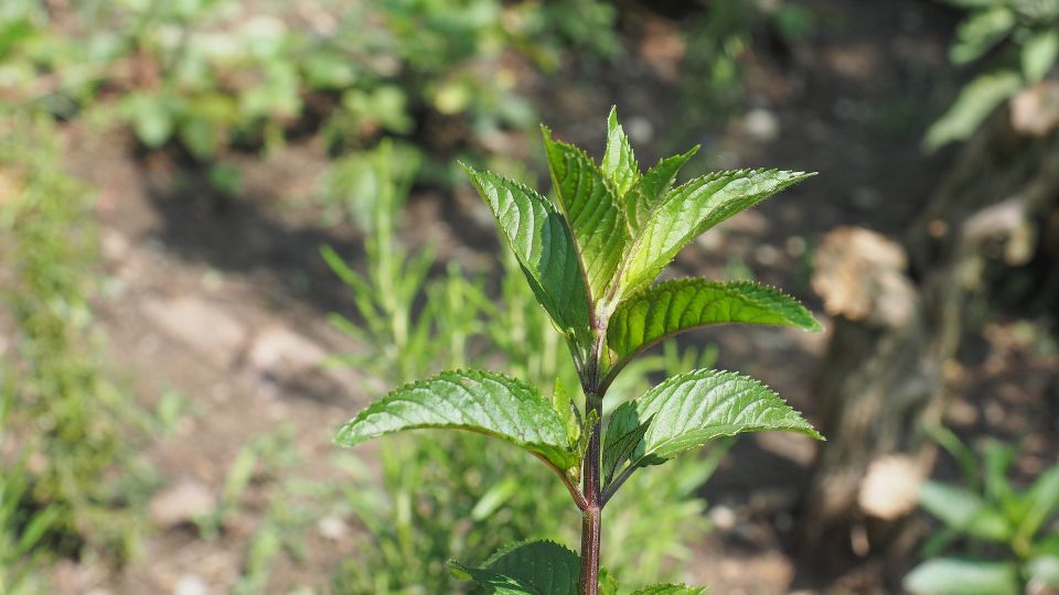 Frische Pfefferminze mit glänzenden Blättern in einem Garten.