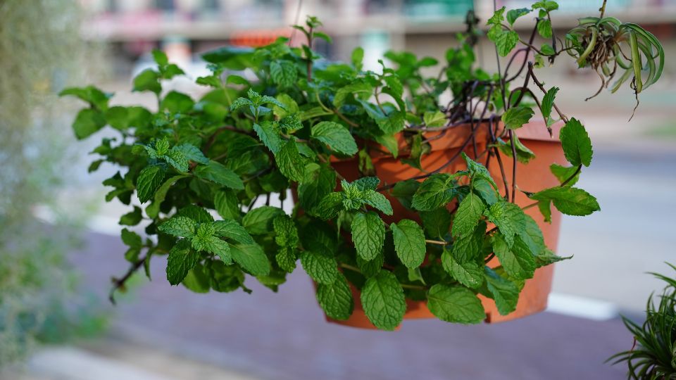 Hängender Topf mit frischer Pfefferminze, ideal für den Garten.