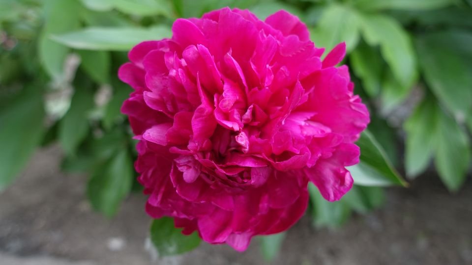 Eine prächtige, leuchtend pinke Pfingstrose blüht in einem Ziergarten.