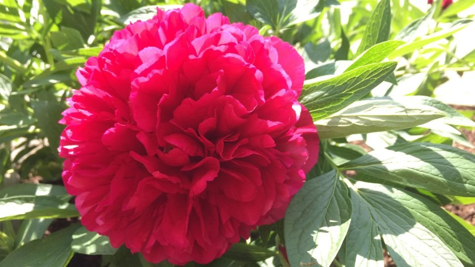 Eine prächtige rote Pfingstrose mit üppigen Blütenblättern und grünem Laub.