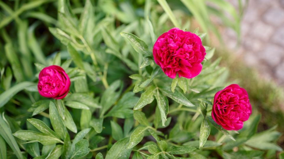 Drei leuchtend pinkfarbene Pfingstrosenblüten umgeben von grünem Laub.