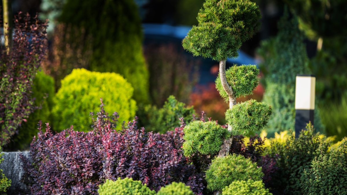 Bunte Pflanzen und Sträucher unter einem Baum, ideal für schattige Gartenbereiche.