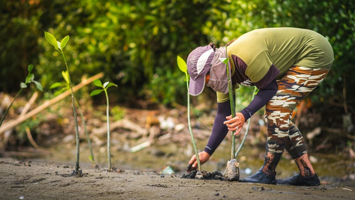 Eine Person pflanzt Setzlinge in steinigen Boden, umgeben von üppiger Vegetation.