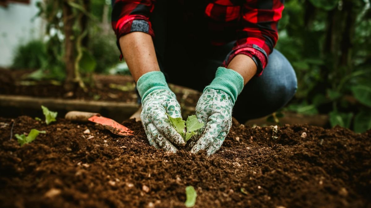 Eine Person pflanzt eine kleine Pflanze in steinigen Boden im Garten.