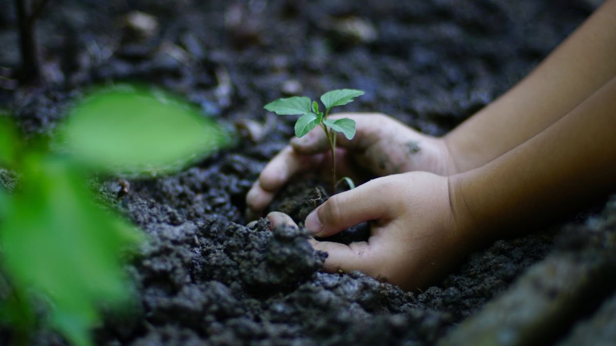Ein Kind pflanzt eine junge Pflanze in steinigen Boden im Garten.