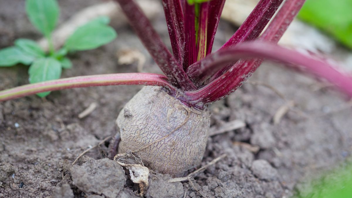 Pflanzen, die in Lehmboden gepflanzt werden können Eine rote Rübe, die in lehmigem Boden wächst, umgeben von frischem Grün.