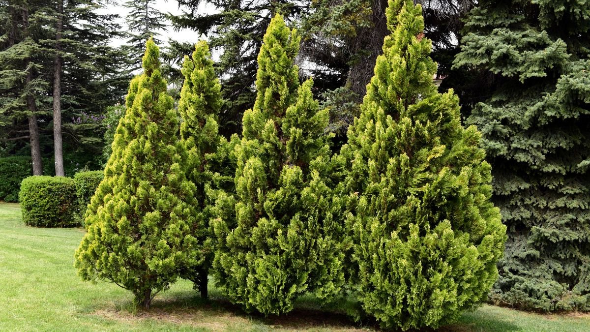 Dichte Thuja-Pflanzen in einem Garten, umgeben von anderen Nadelbäumen.