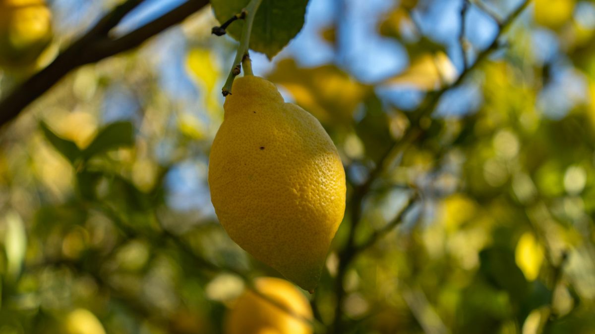 Eine reife Zitrone hängt an einem Zitronenbaum, umgeben von grünen Blättern.
