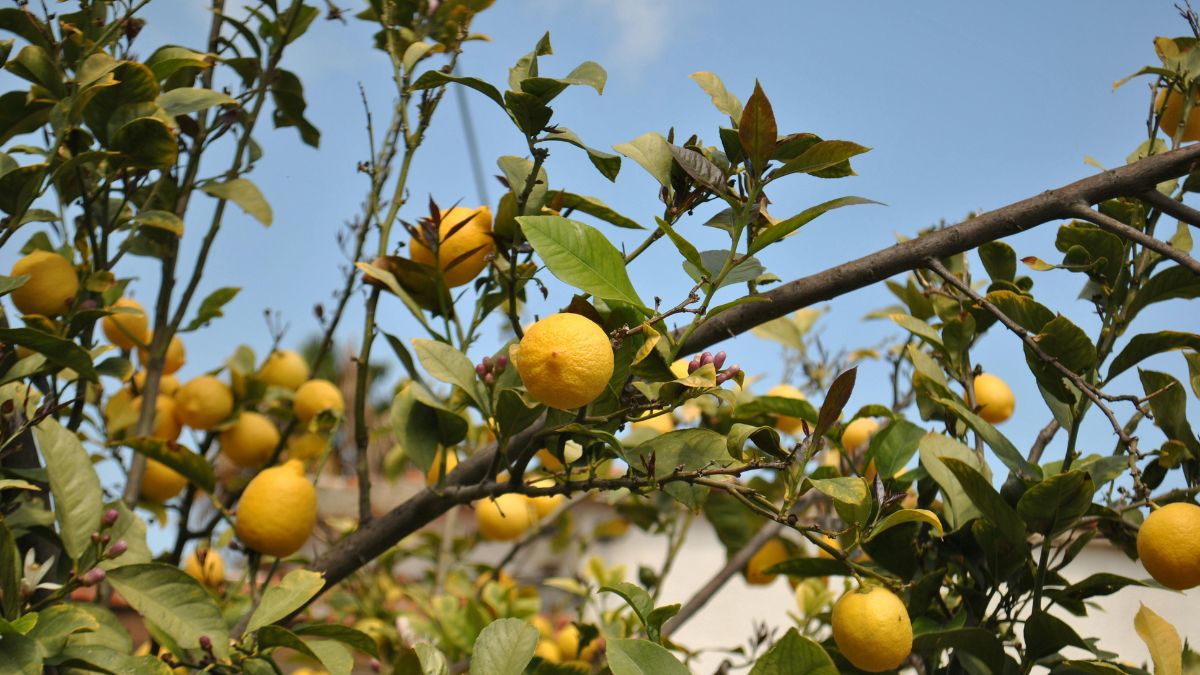 Ein Zitronenbaum mit reifen, gelben Zitronen und grünen Blättern vor blauem Himmel.