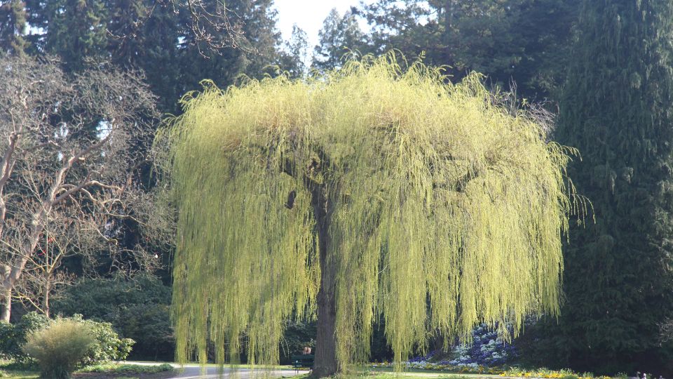 Pflege von Weiden: Arten, Pflanzung, Schnitt und Schädlinge Ein prächtiger, hängender Weidenbaum mit leuchtend grünen Blättern im Garten.