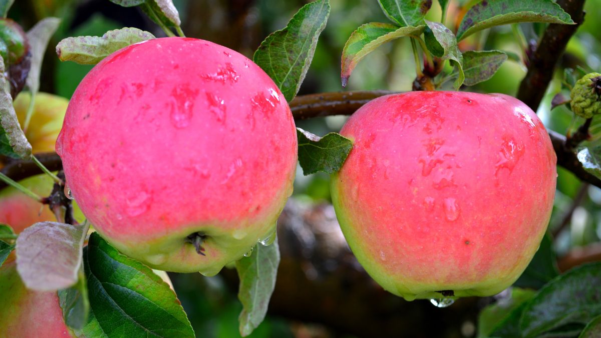 Zwei saftige Pink Lady-Äpfel hängen an einem Baum, umgeben von grünen Blättern.