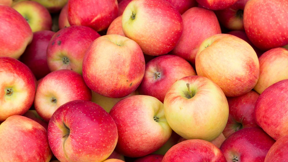 Eine Ansammlung von frischen Pink Lady-Äpfeln mit roter und gelber Schale.