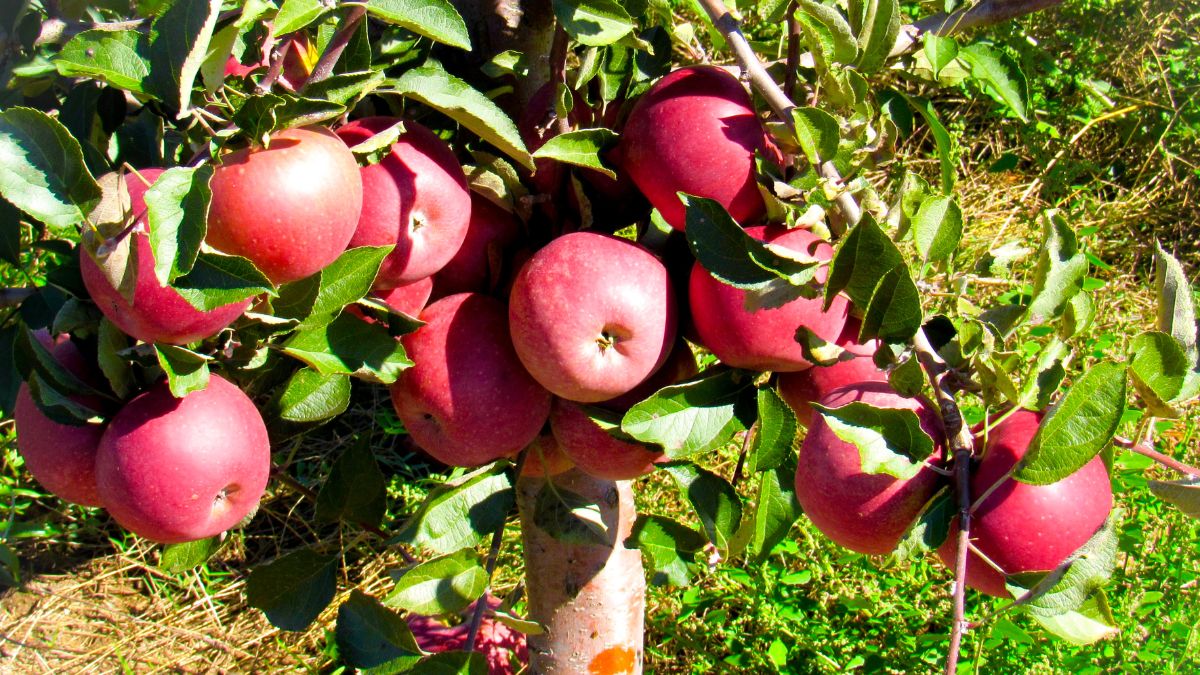 Reife Pink Lady-Äpfel hängen an einem Baum, umgeben von grünen Blättern.