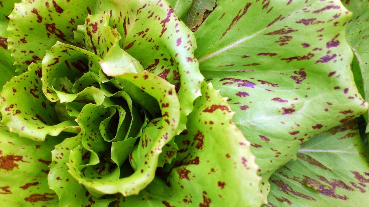 Nahaufnahme von Radicchio mit grünem Blatt und roten Sprenkeln.