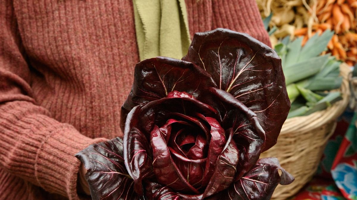 Eine frische Radicchio-Pflanze mit tiefroten Blättern in den Händen einer Person.