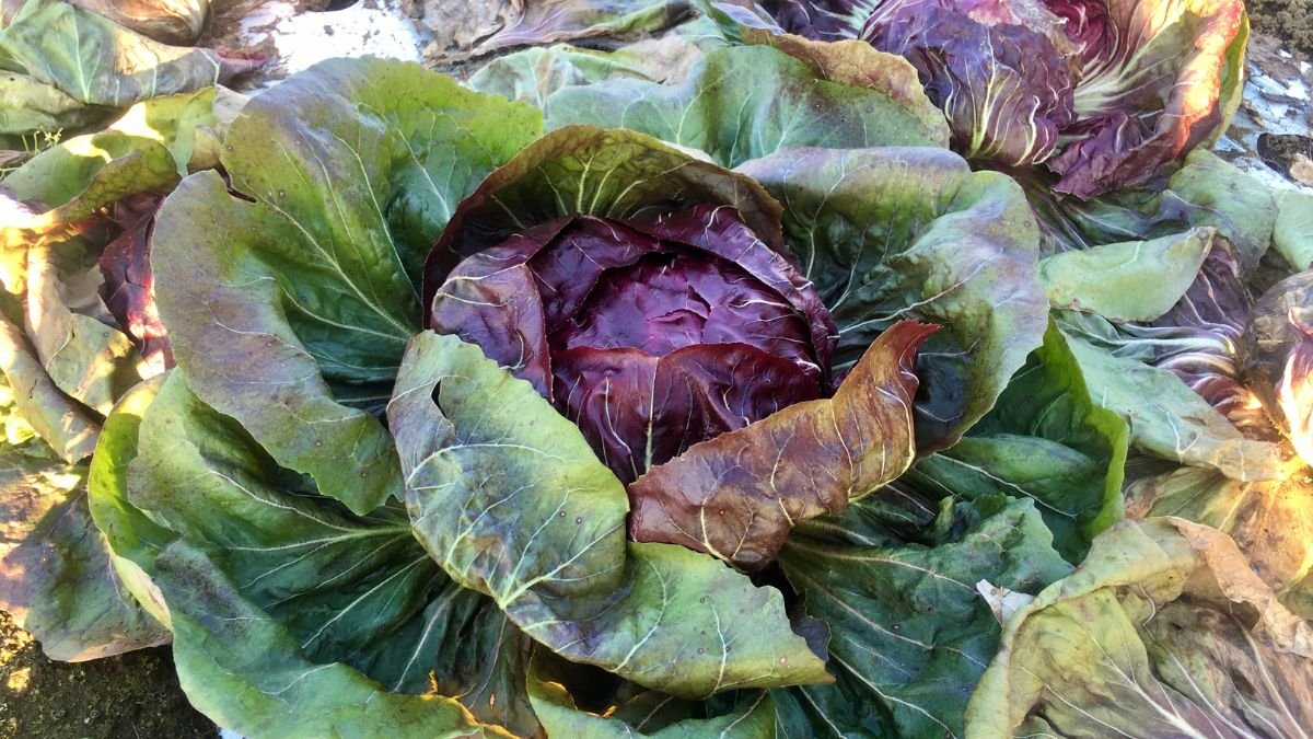 Frischer Radicchio mit leuchtend roten und grünen Blättern im Garten.