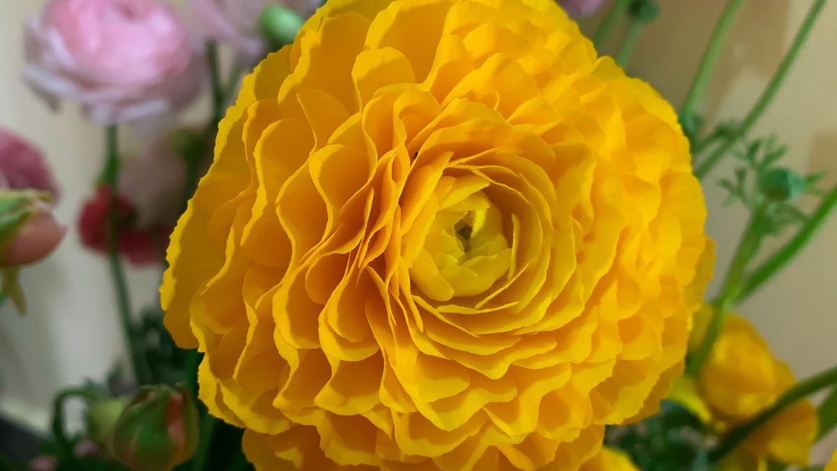 Eine leuchtend gelbe Ranunkelblüte mit vielen geschichteten Blütenblättern.