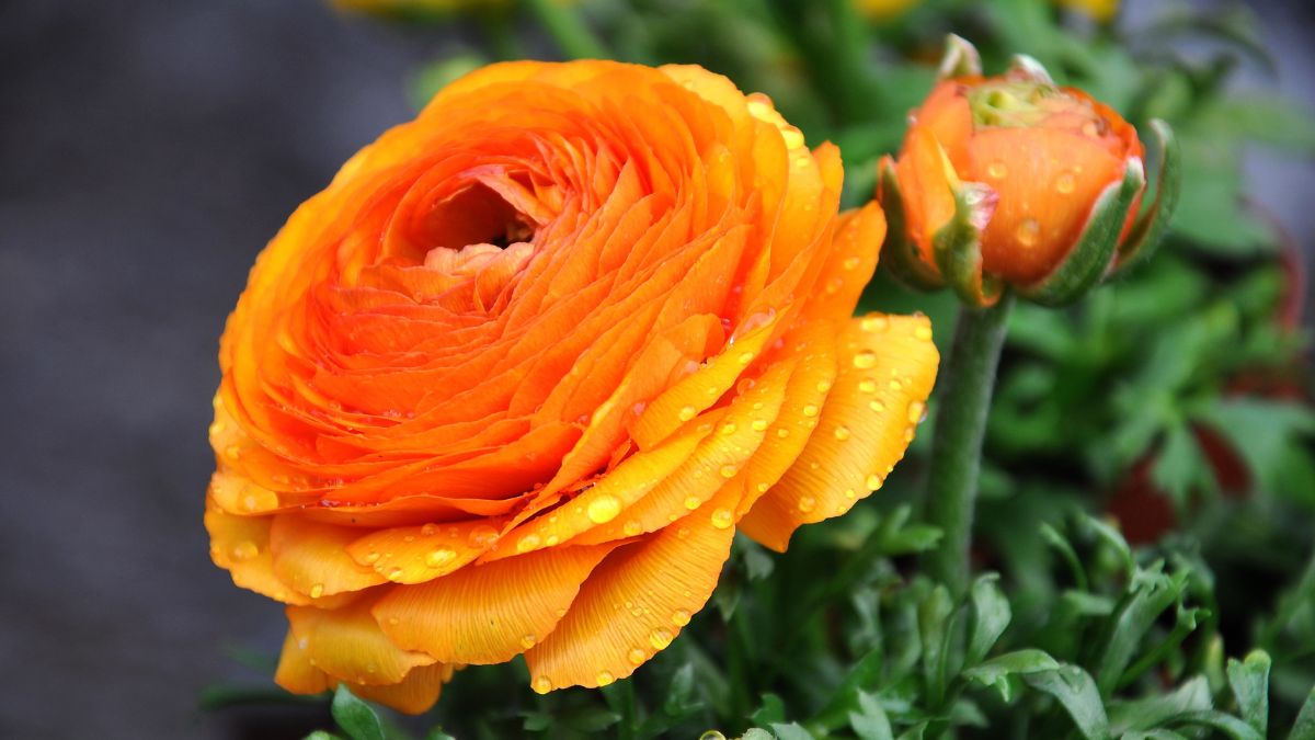 Eine leuchtend orangefarbene Ranunkelblüte mit Wassertropfen auf den Blütenblättern.
