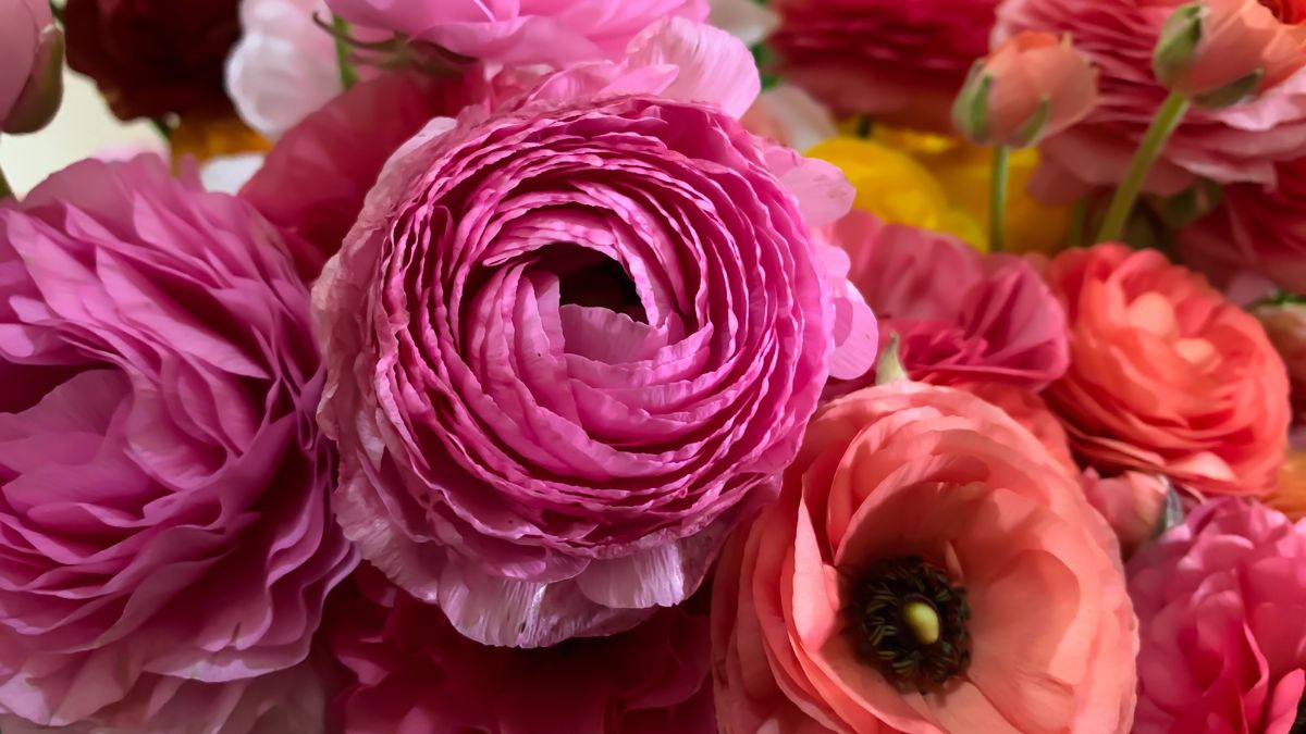 Bunte Ranunkeln in verschiedenen Rosa- und Orangetönen, üppig blühend.