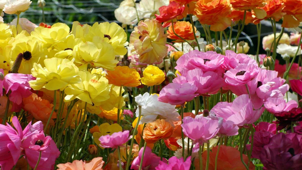 Bunte Ranunkeln in verschiedenen Farben blühen üppig im Garten.
