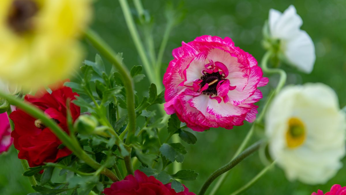 Bunte Ranunkeln in einem Garten, darunter eine auffällige pink-weiße Blüte.