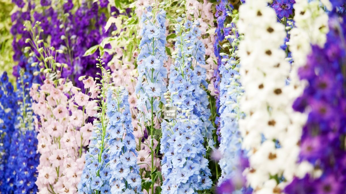 Bunte Ritterspornblüten in Blau, Violett, Rosa und Weiß, die einen Sommergarten schmücken.