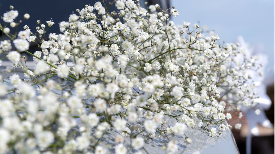 Zarte, weiße Blüten des Schleierkrauts auf einem Tisch, ideal für Hochzeitsdekoration.