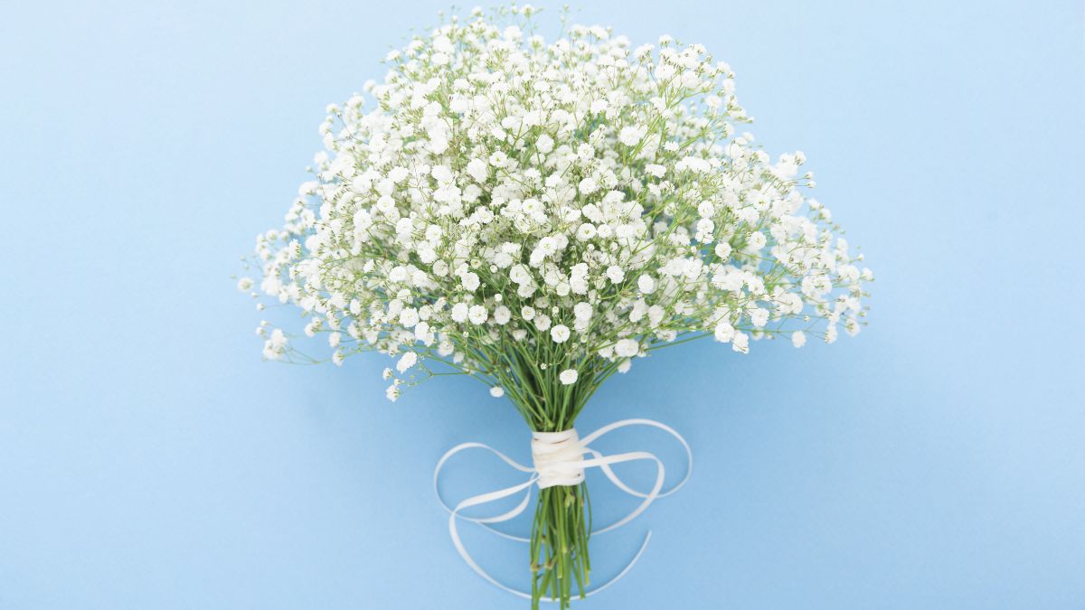 Ein strahlender Strauß aus zarten weißen Schleierkrautblüten auf blauem Hintergrund.