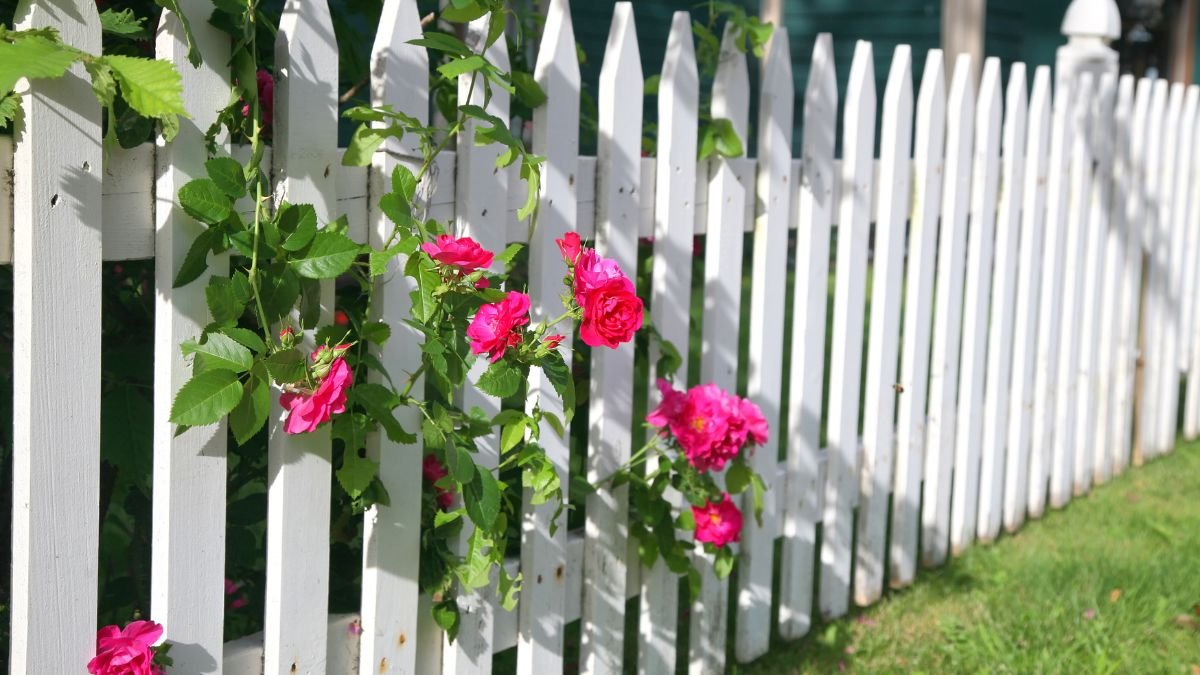 Ein weißer Gartenzaun mit rosa Rosen und grünem Laub im Landhausstil.