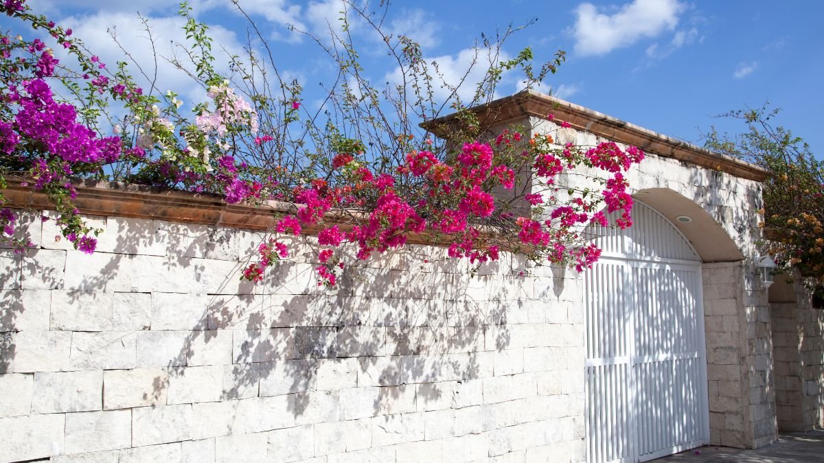 Ein schöner Gartenzaun aus Stein mit bunten Bougainvillea-Blüten.