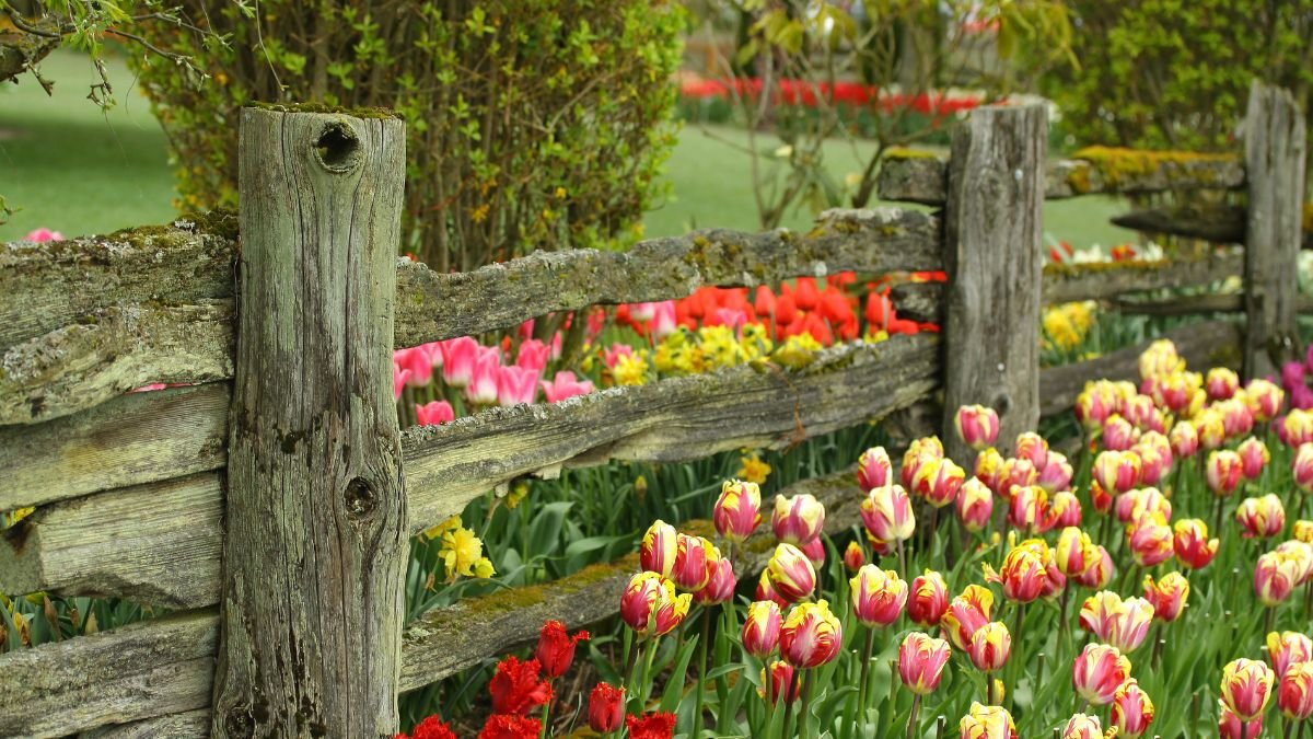 Ein rustikaler Holzzaun umgibt einen bunten Garten mit Tulpen und anderen Blumen.