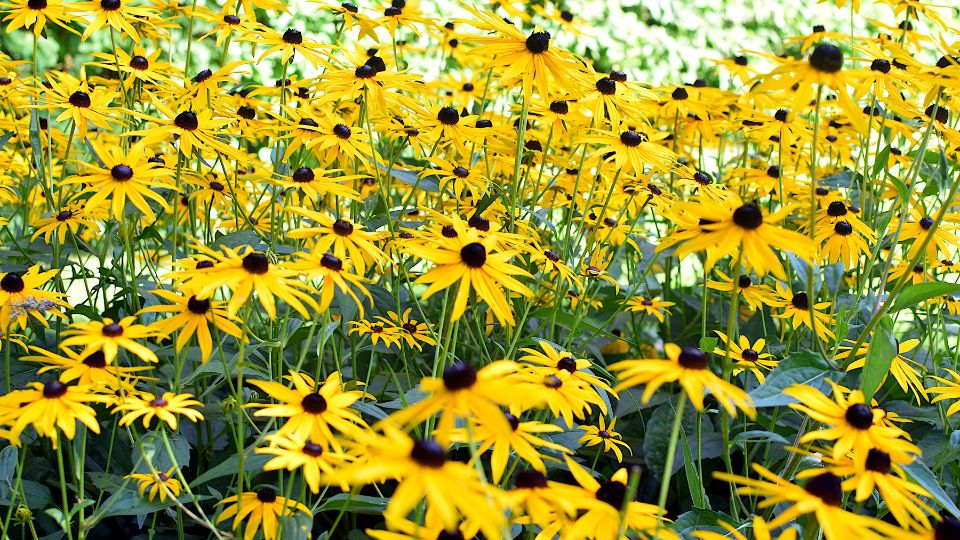 Sonnenhut (Rudbeckia) Ein blühendes Feld von Sonnenhüten mit leuchtend gelben Blüten und dunklen Zentren.