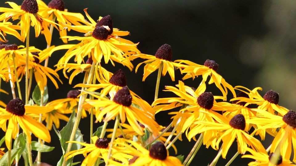 Sonnenhut (Rudbeckia) Bunte Sonnenhüte mit leuchtend gelben Blüten und dunklen Mitteln.