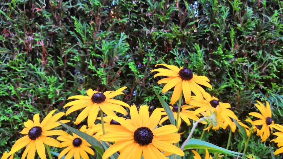 Sonnenhut (Rudbeckia) Bunte Sonnenhüte mit leuchtend gelben Blüten und dunklen Zentren im Garten.
