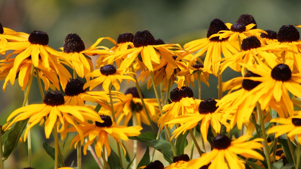 Sonnenhut (Rudbeckia) Bunte Sonnenhüte mit leuchtend gelben Blüten und dunklen Mitteln.