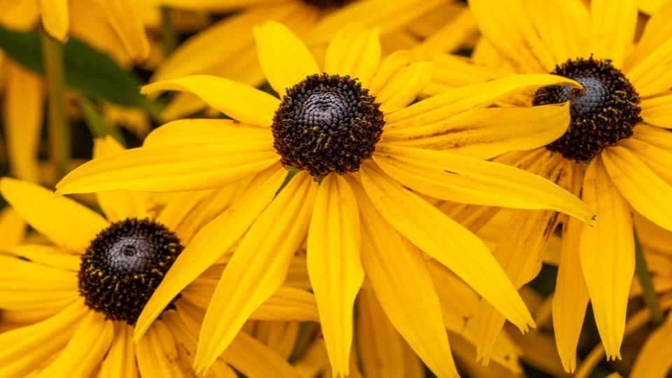Leuchtend gelbe Sonnenhut-Blüten mit dunklen Mitteln, ideal für Gärten.