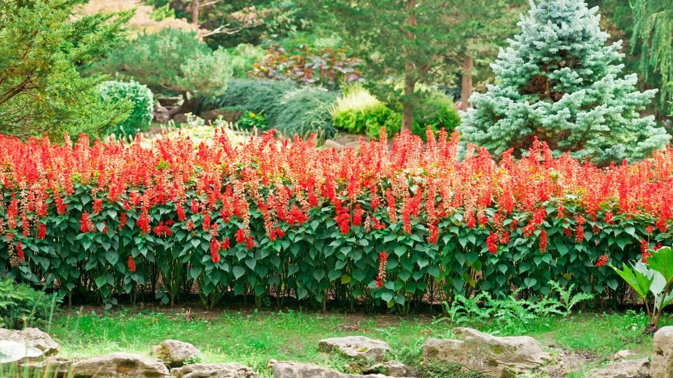 Ein blühender Garten mit leuchtend roten Blumen und grünen Pflanzen.